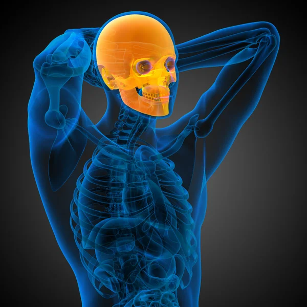 3d render medical illustration of the skull