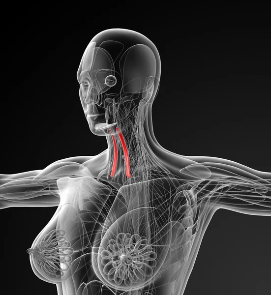 Medical illustration of the sternohyoid