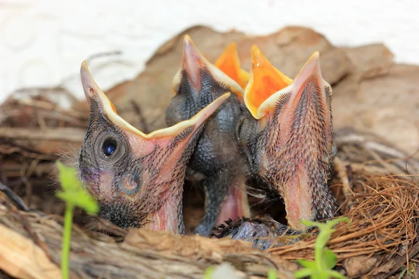 Baby birds in nest with mouths open