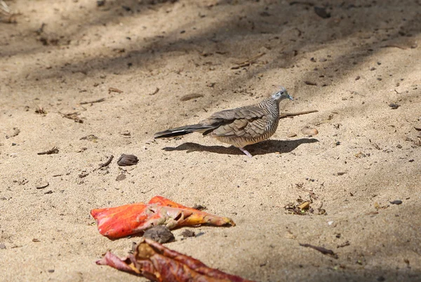 Zebra Dove in profile