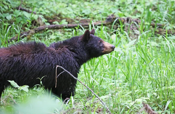 Mama bear watching her cub