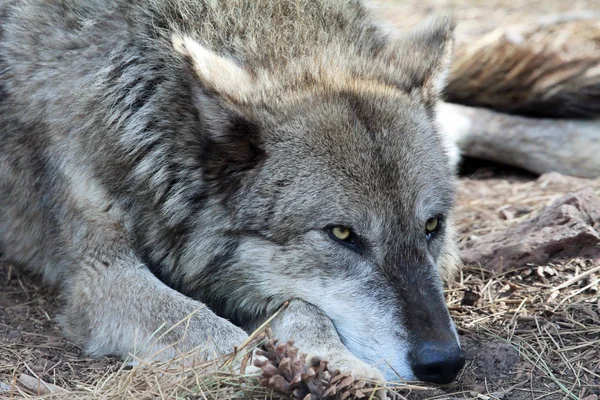 Wolfs head   -   Alaskan tundra wolf