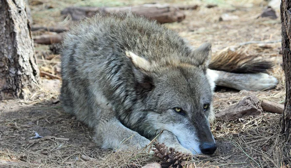 Alaskan Tundra Wolf