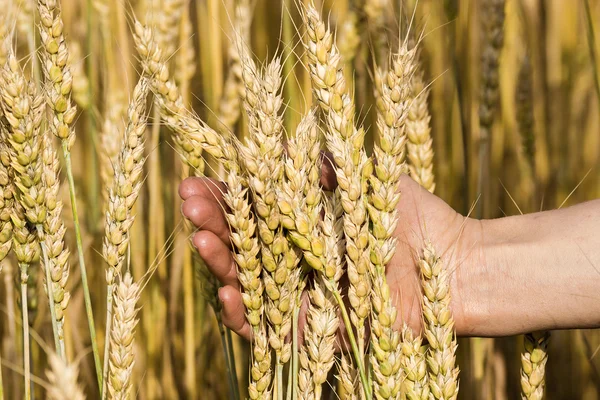 Ears of wheat in hand on the background of a wheat field