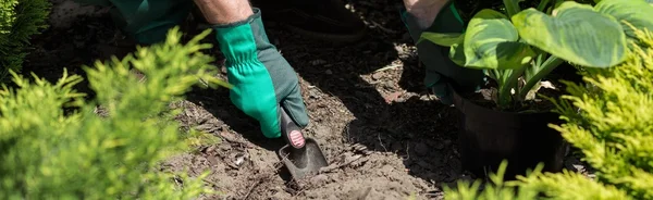 Horticulturist planting new plants