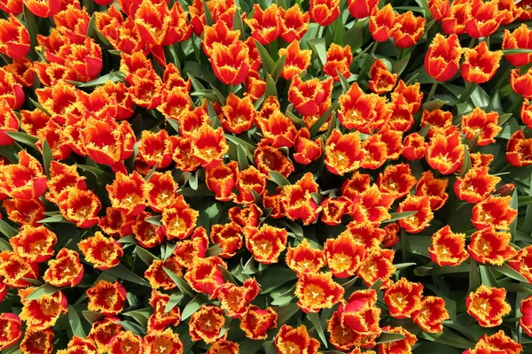 Spring Tulip Flowers Background, top view - Field of Tulip Flowers on a Spring Festival