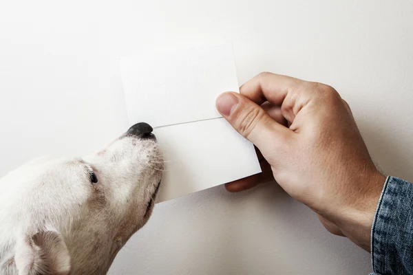 Man and dog holding business cards