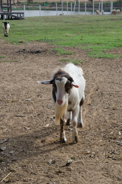 Goats are friendly animals as animals grow faster.