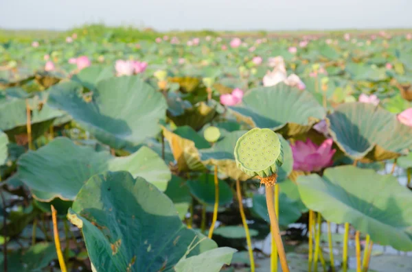 Calyx of lotus seed in nature.