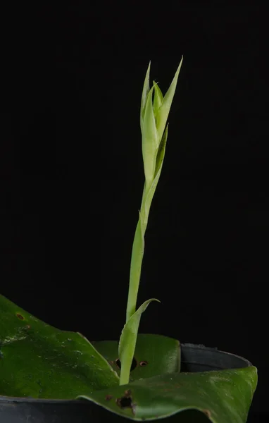 Terrestrial orchid, Pecteilis sagarikii, endemic in the south-as