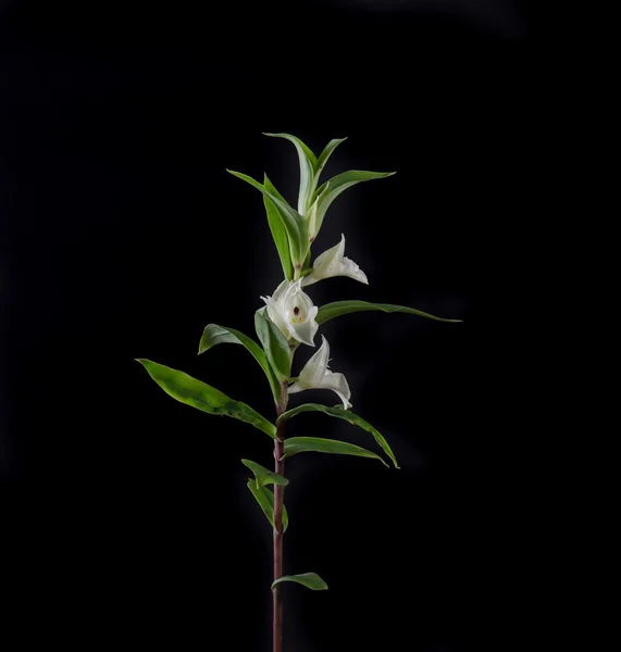 Terrestrial orchid, Brachycorythis henri, native specie terrestr