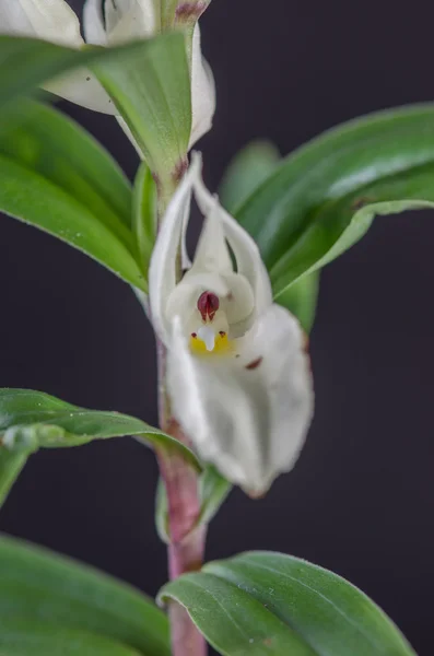 Terrestrial orchid, Brachycorythis henri, native specie terrestr