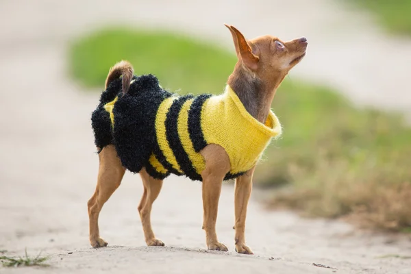 Little dog in clothes stands on the background of green field