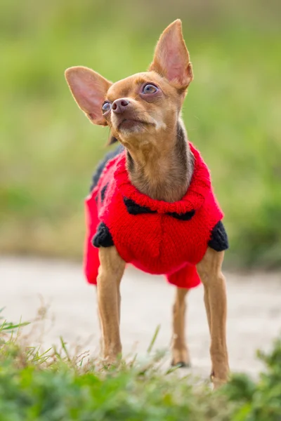 Little red dog breed toy terrier in a knit garment stands on the background of green field
