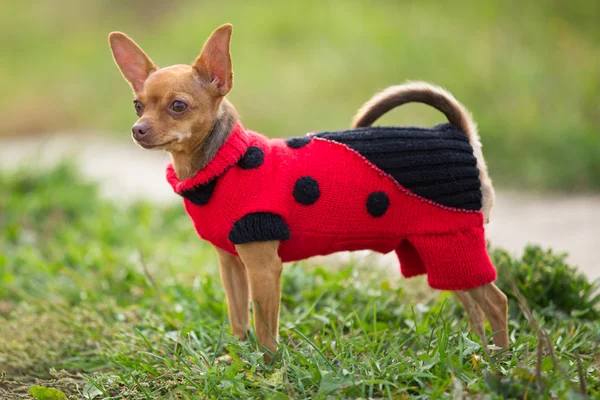 Little red dog breed toy terrier in a knit garment stands on the background of green field