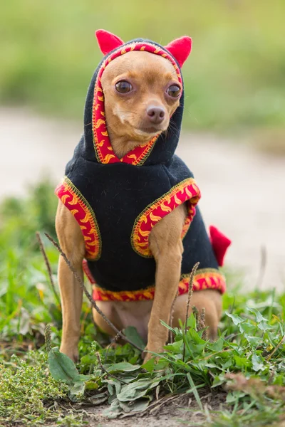 Small dog clothing sits on a background of green field