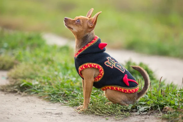 Small dog clothing sits on a background of green field