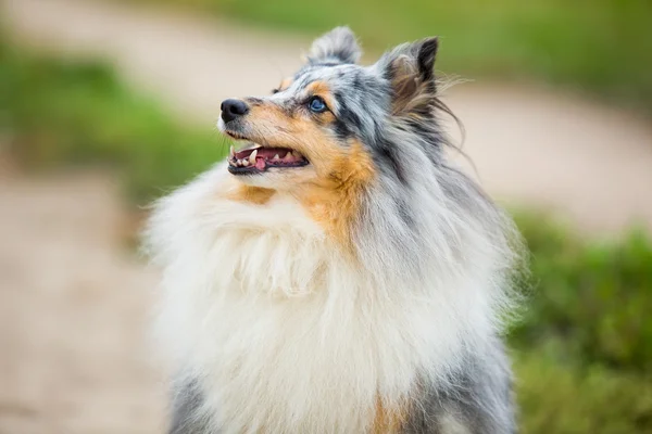 Portrait of gray dog with blue eyes breed sheltie