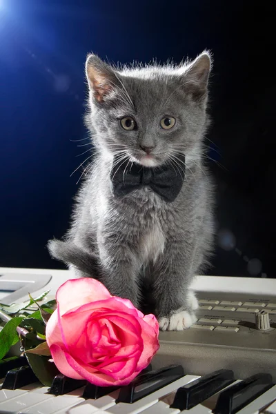 Kitten sitting on piano keys with a flower on a black background. Valentine\'s Day