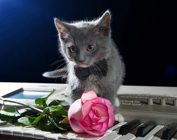 Kitten sitting on piano keys with a flower on a black background. Valentine\'s Day