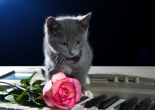 Kitten sitting on piano keys with a flower on a black background. Valentine\'s Day