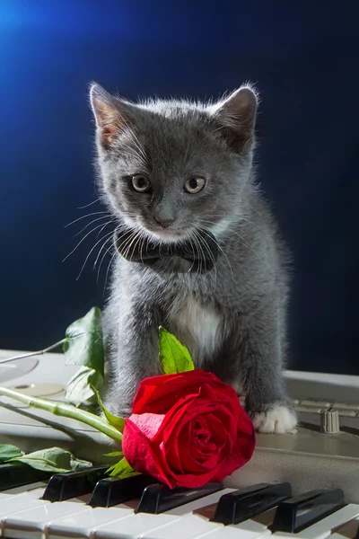 Kitten sitting on piano keys with a flower on a black background. Valentine\'s Day