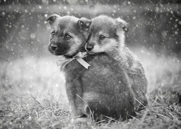 Two homeless puppy sitting on the ground. Snowing