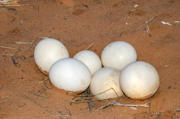 Clutch of the ostrich eggs