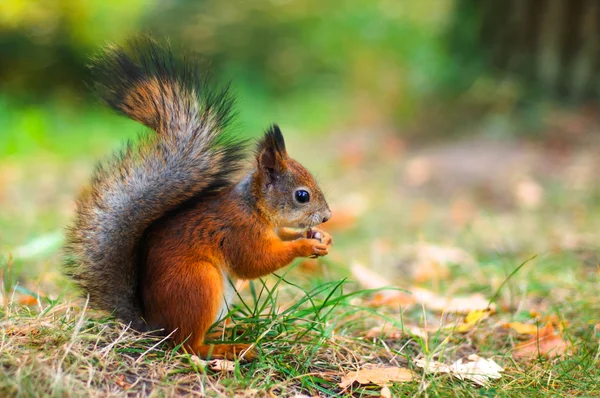 Cute red squirrel autumn fall leaves close up