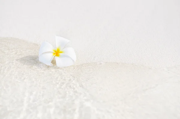 One single alone plumeria flower on white sand beach with sea wave line