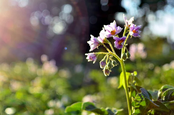 Flowering potatoes