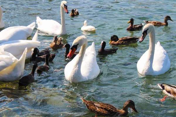 Waterfowl and waterfront at the town of Geneva, by Lake. Switzer