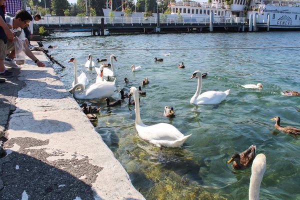 GENEVA - SEPTEMBER 07. Tourists on the pier to the iconic fountain which is one of the largest in the world.