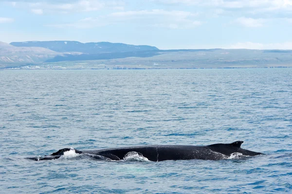 Husavik, Iceland - July, 2008: Whale watching