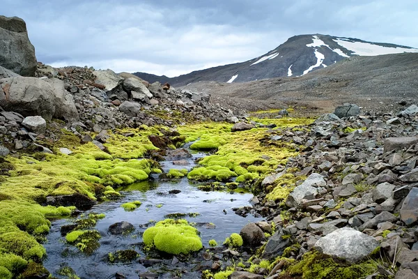 Stream in Iceland surrounded by bright green moss