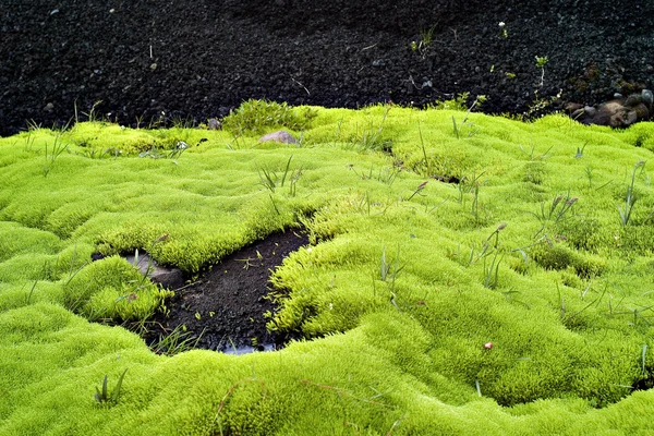 Background of some green moss in Iceland