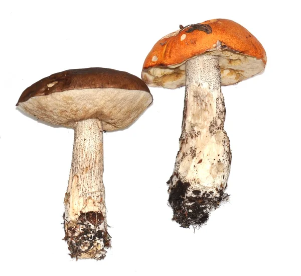 Two different boletes