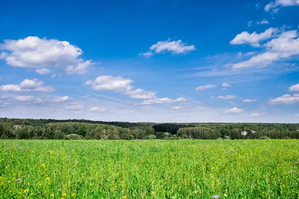 Green meadow under blue sky with clouds and forest in distance.