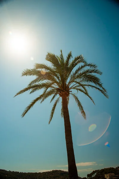 Palm trees along the coast in Port of Soller at beautiful sunny