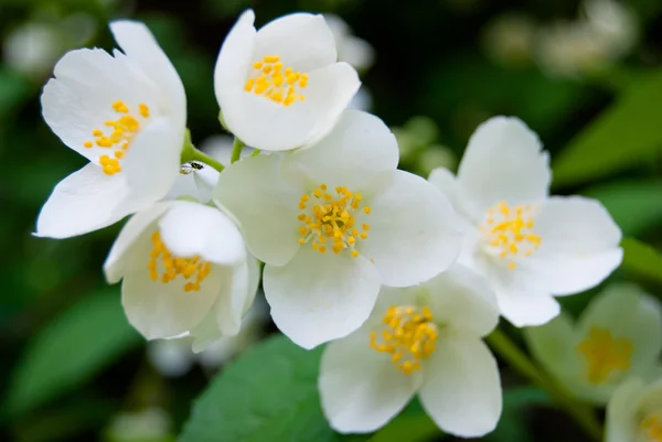 Jasmine flower and green leaves