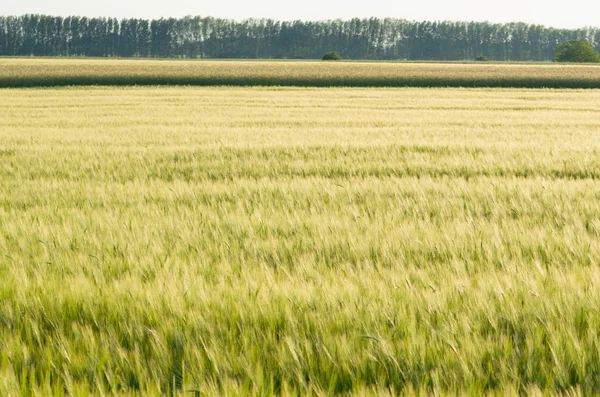 Green Barley Field with Forest