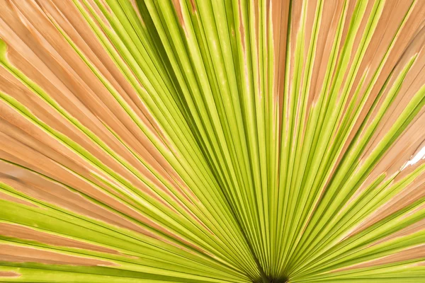 Lines and textures of Green Palm leaves, abstract background.