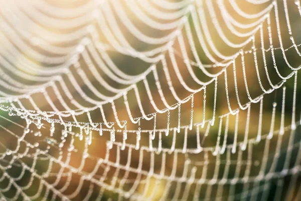 Spider web with colorful background