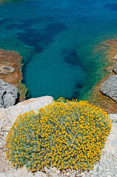 Yellow flowers of Mediterranean maquis and the sea