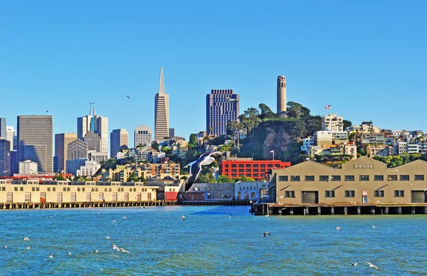 San Francisco: skyline, seagulla and panoramic view of the city and the Bay