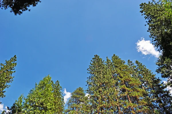 California: sky and giant sequoia groves in Yosemite Park