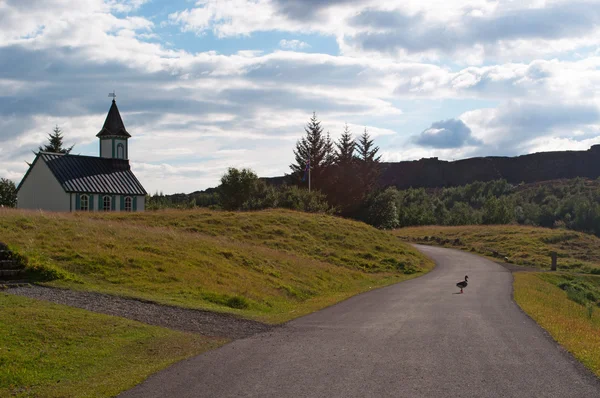 Iceland: a duck on path and the Thingvellir church