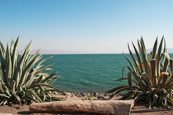 Israel: plants and view of Lake Tiberias