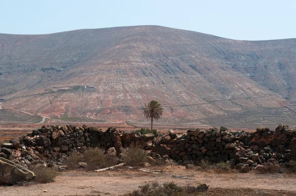Fuerteventura: view of Canary landscape with a palm, stone wall and desertic land
