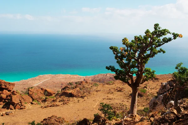 Island of Socotra, the path to Hoq Cave, overview from Homhil Plateau: a Bottle tree and the Arabian Sea
